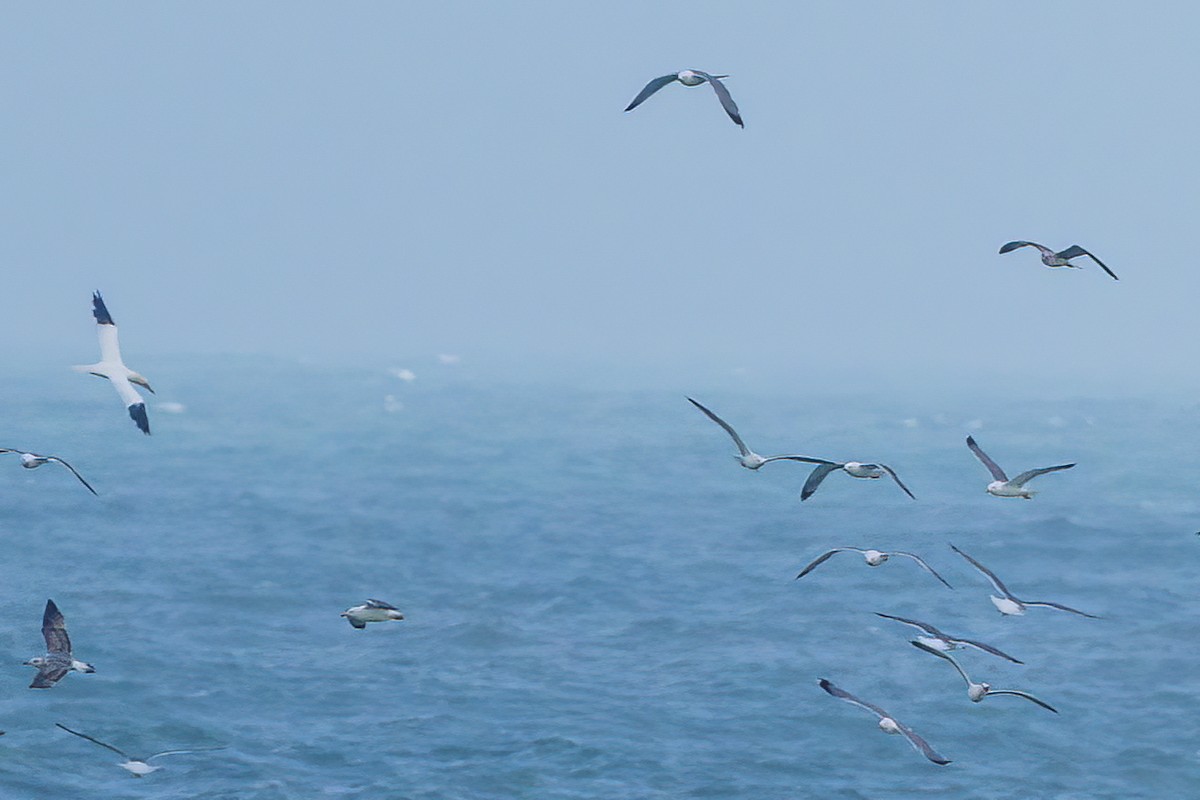 Northern Gannet - ML631796728