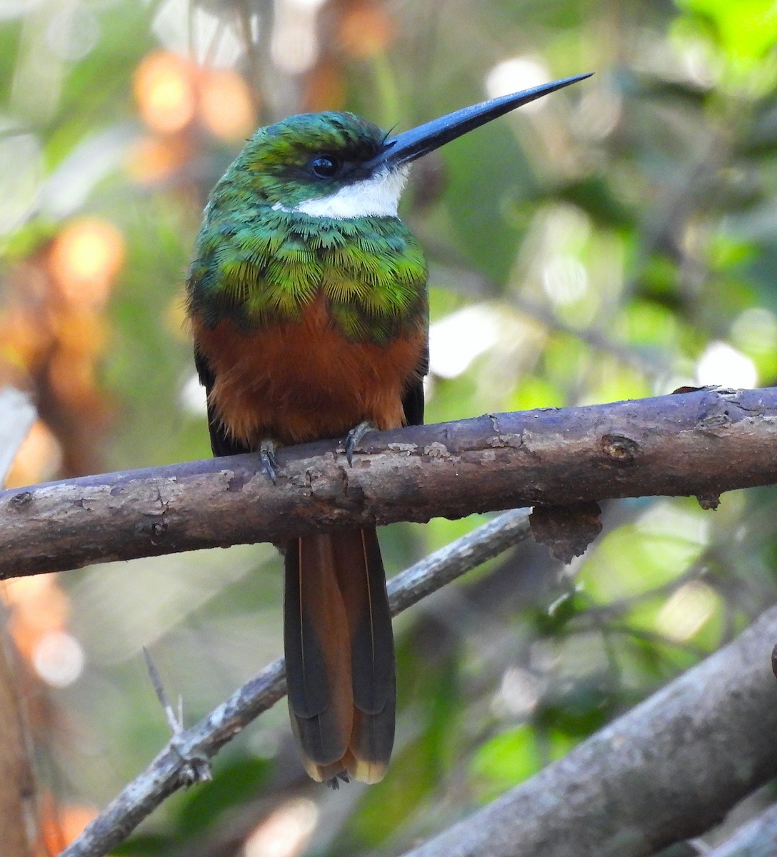 leskovec neotropický - ML631796749