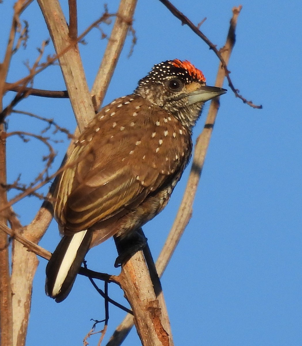 datlíček vločkatý - ML631796767