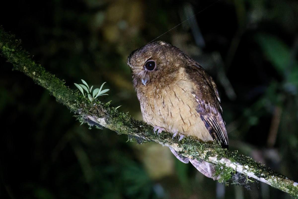 Cinnamon Screech-Owl - ML631796792