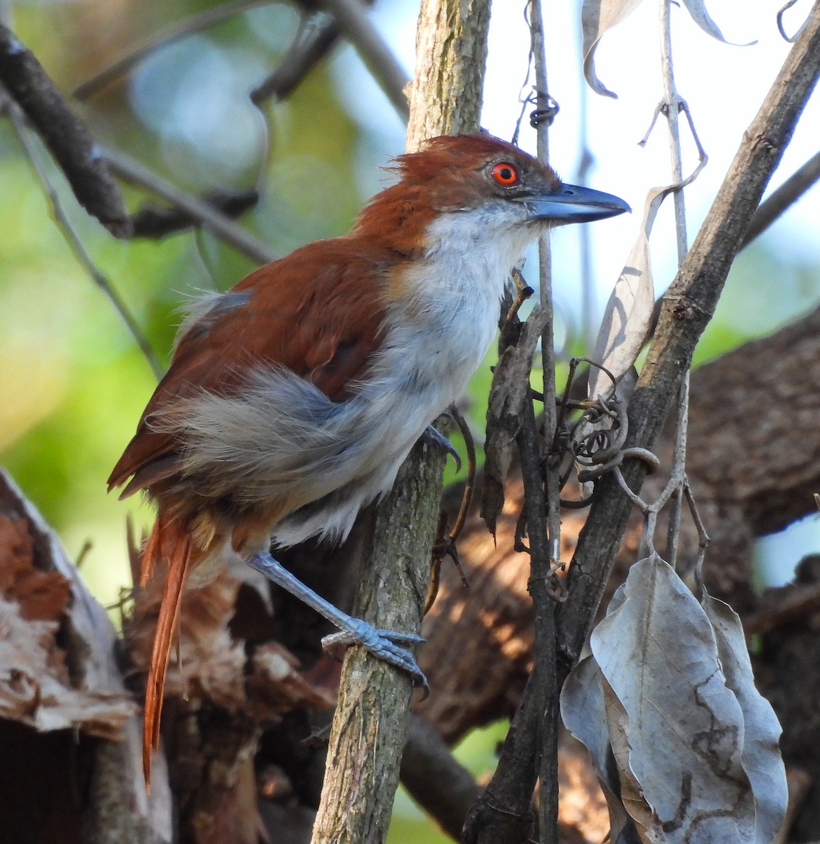 Great Antshrike - ML631796793