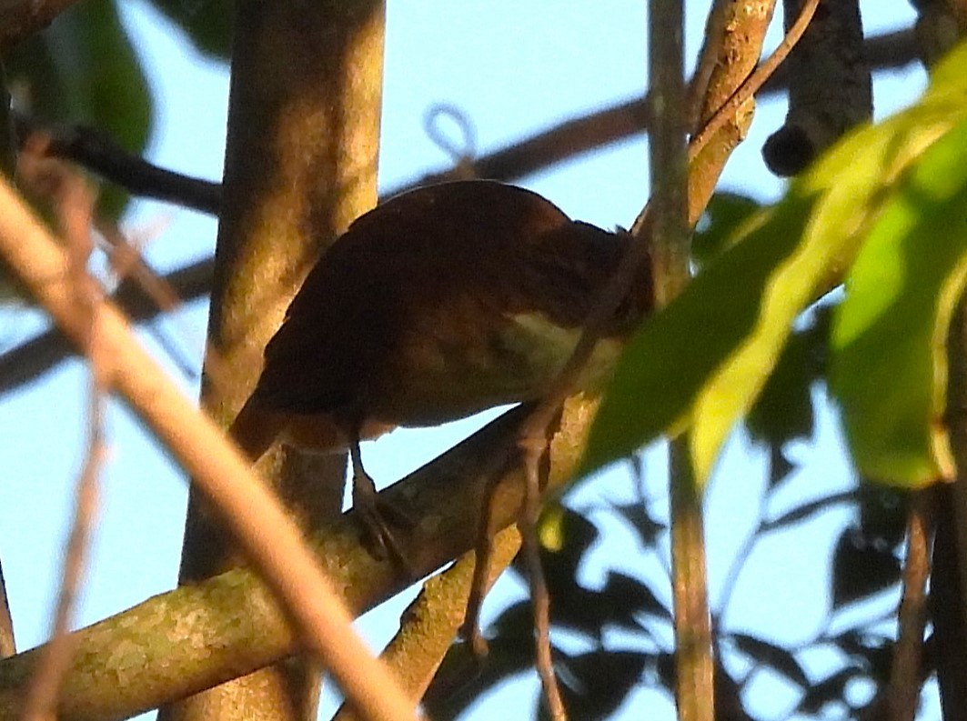 White-eyed Foliage-gleaner - ML631796815