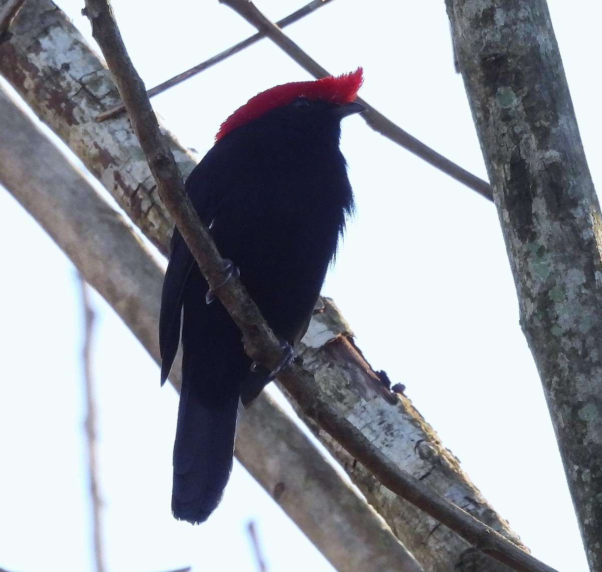 Helmeted Manakin - ML631796832