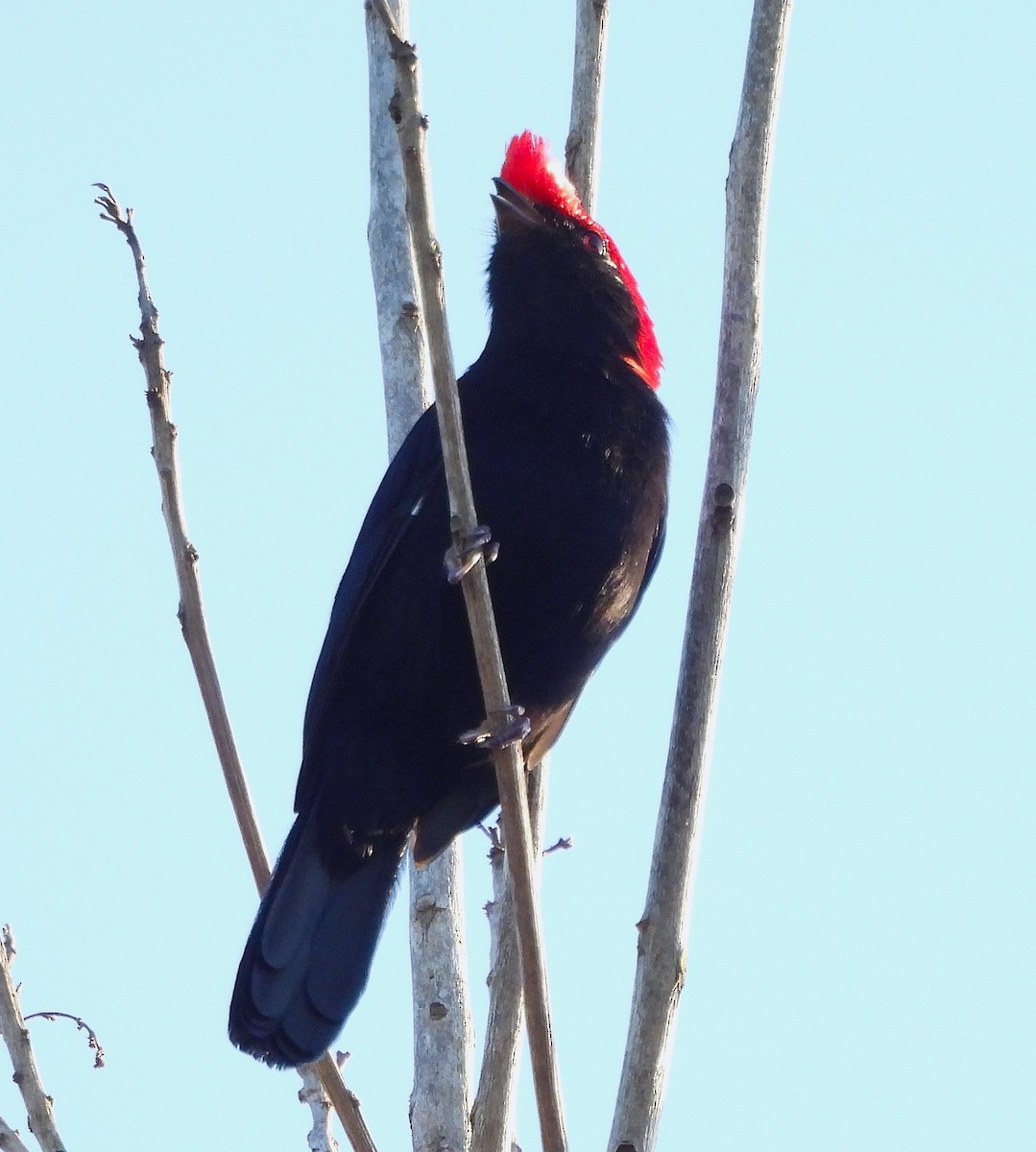 Helmeted Manakin - ML631796833