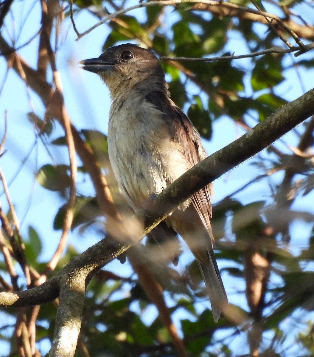 Crested Becard - ML631796877