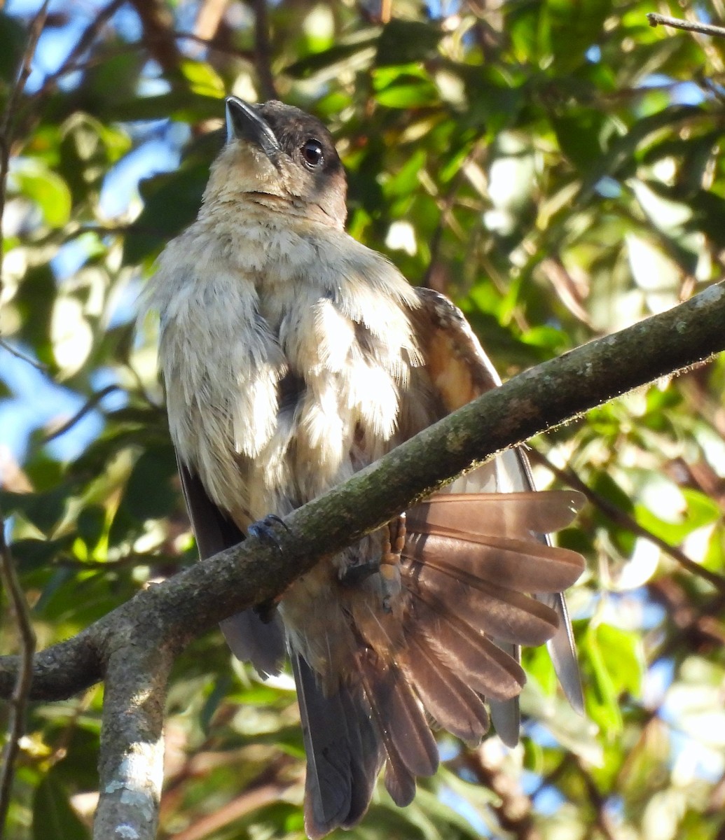 Crested Becard - ML631796879