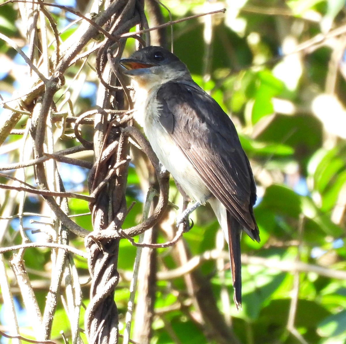 Crested Becard - ML631796881