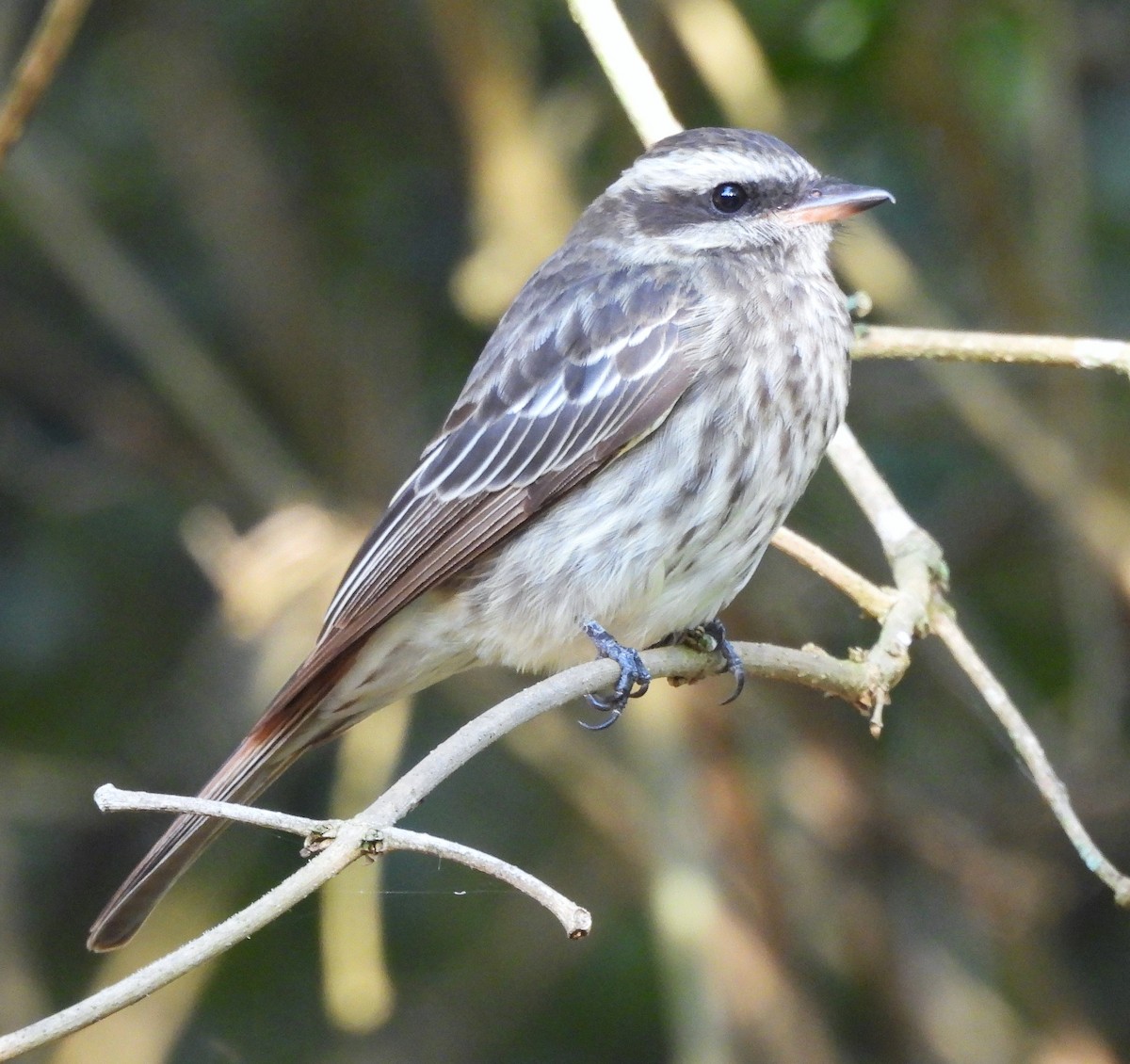 Variegated Flycatcher - ML631796895