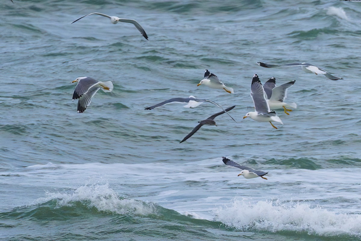Scopoli's Shearwater - ML631796927