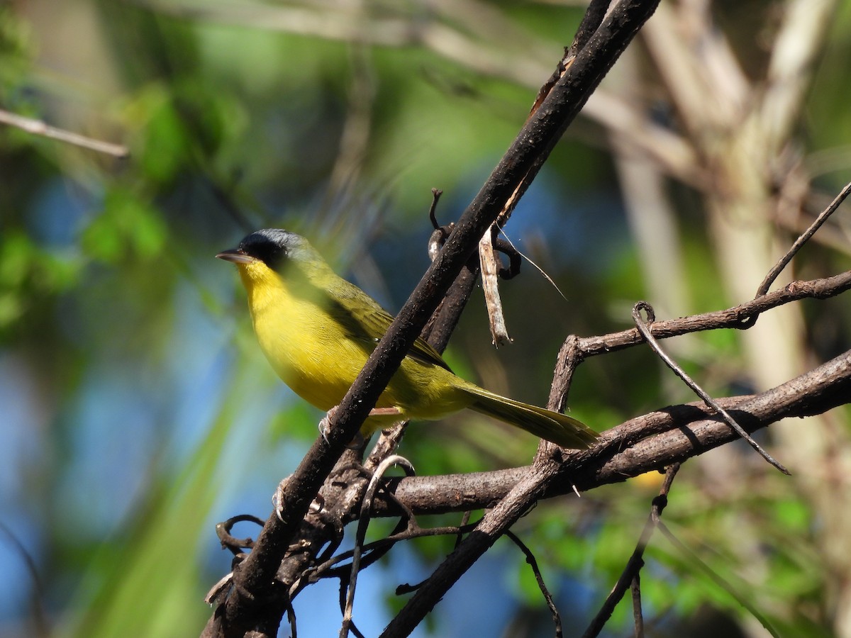 Southern Yellowthroat - ML631796939
