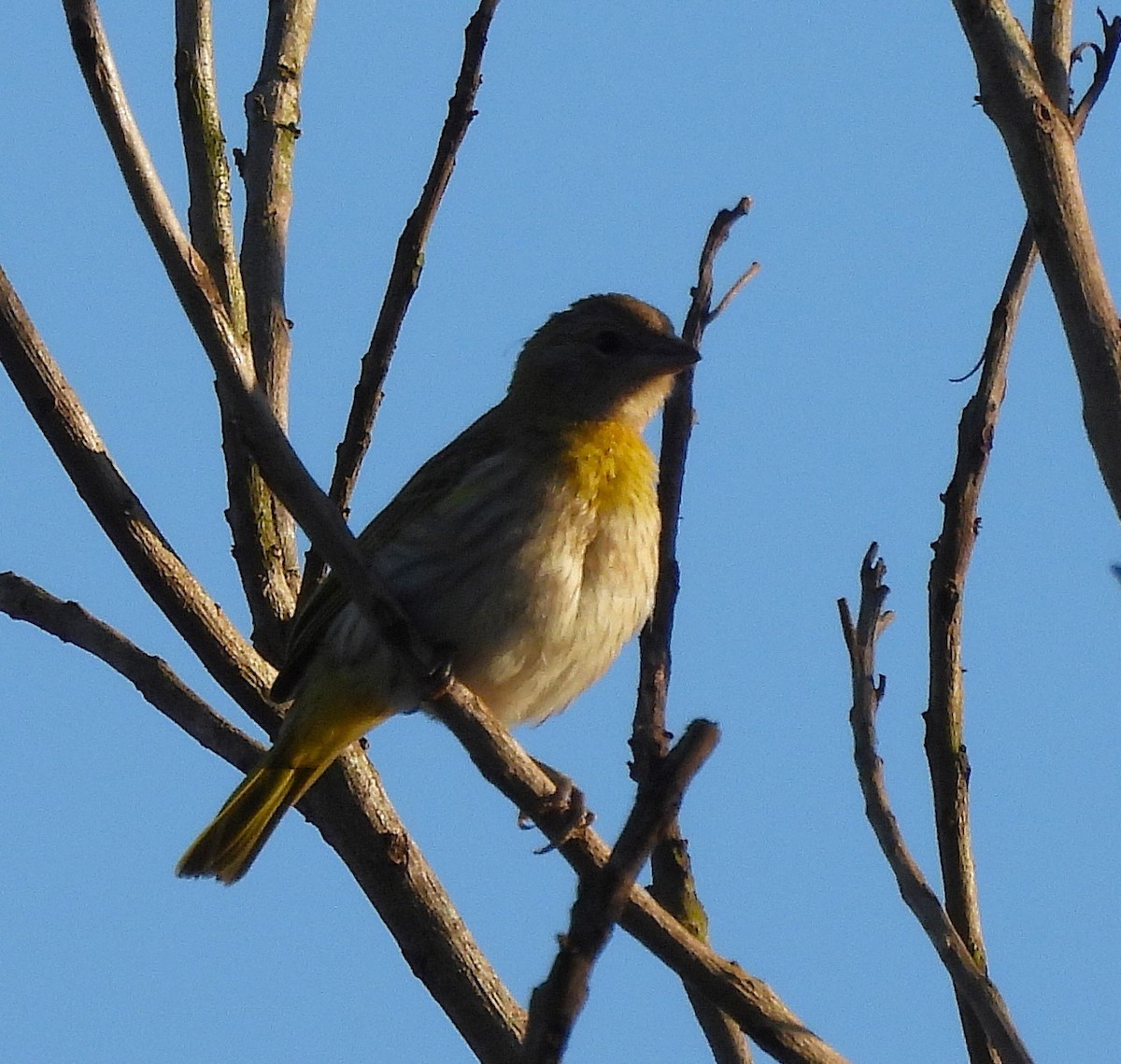 Saffron Finch - ML631796965