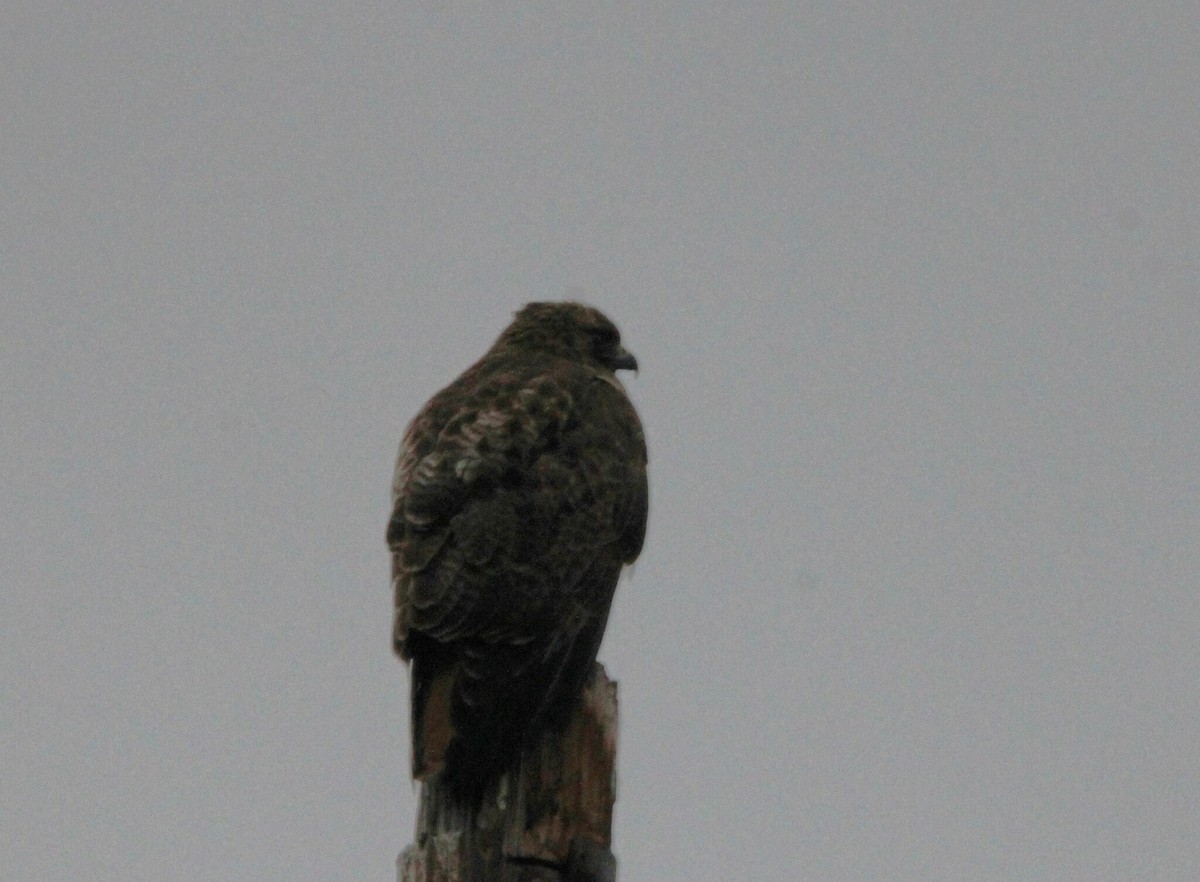 Red-tailed Hawk - ML631796968