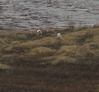 Great Egret - ML631796985