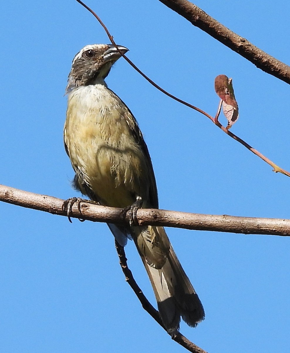 Green-winged Saltator - ML631796993