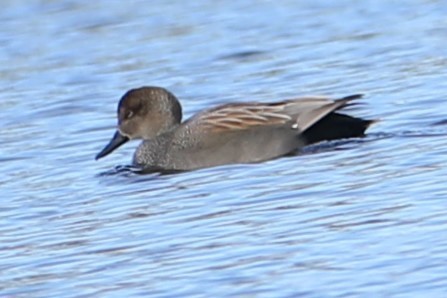 Бор нугас - ML631797029