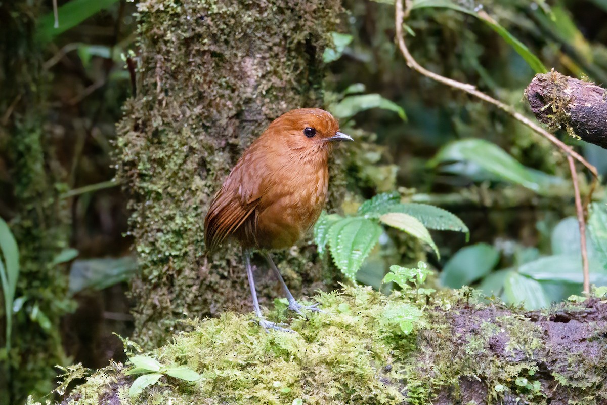 Chestnut Antpitta - ML631797153