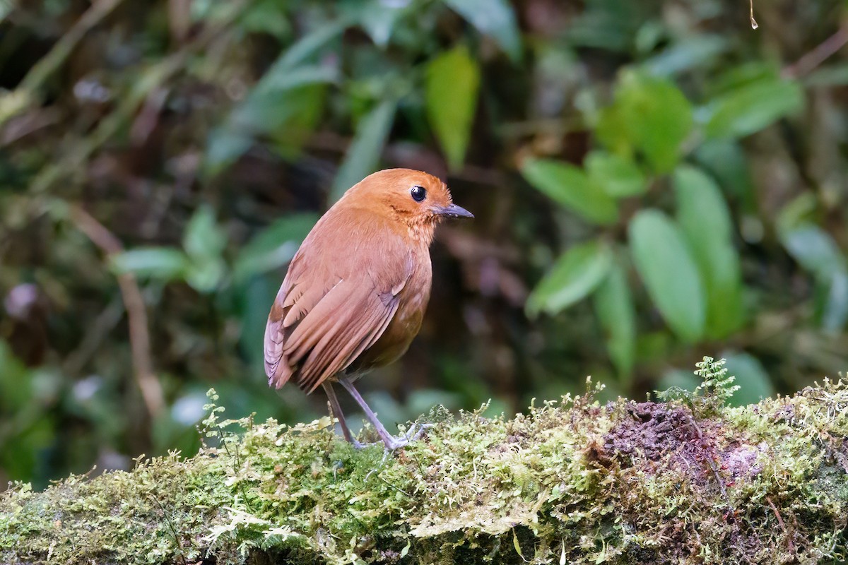 Chestnut Antpitta - ML631797154