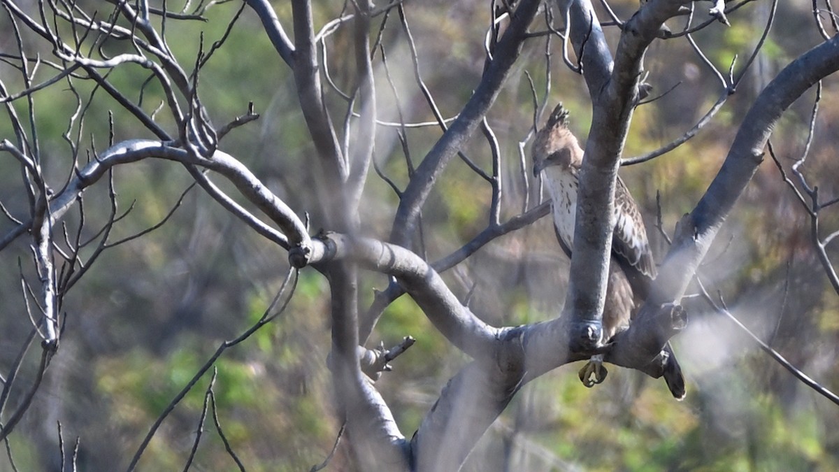 Indienhaubenadler - ML631797155