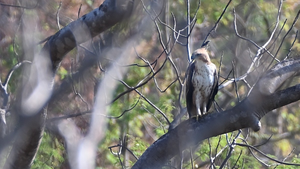 Indienhaubenadler - ML631797156