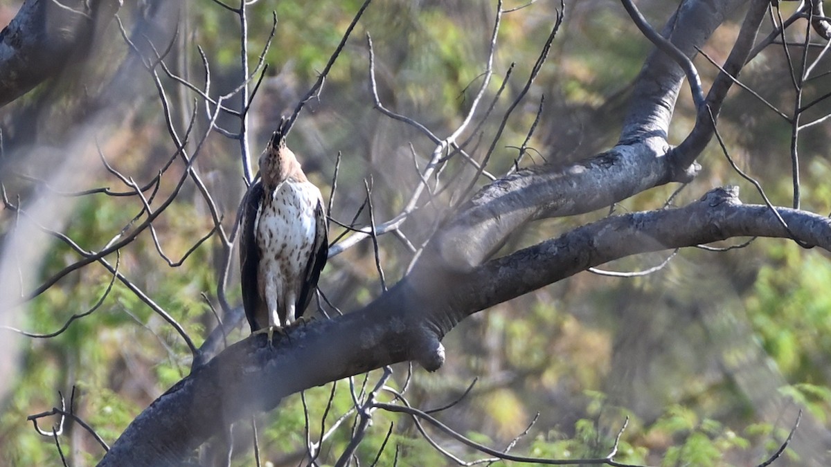 Indienhaubenadler - ML631797157