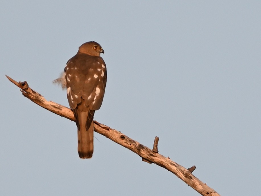 Schikrasperber - ML631797167