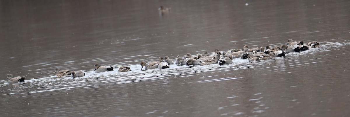 Бор нугас - ML631797230