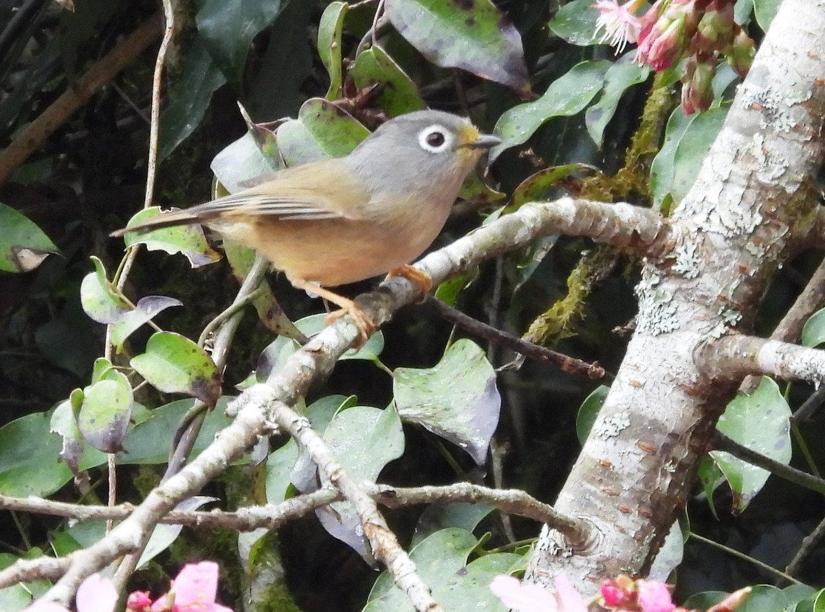 Morrison's Fulvetta - ML631797274