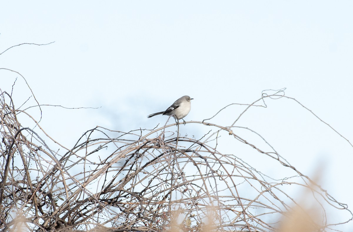 Northern Mockingbird - ML631797276