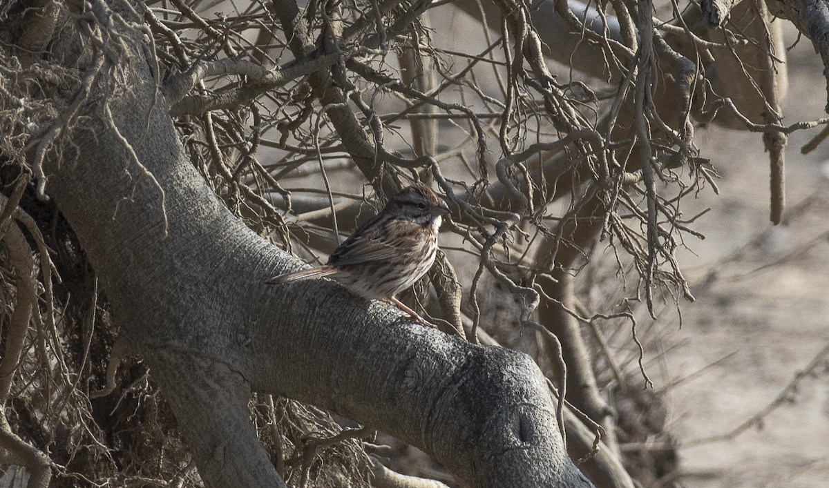 Song Sparrow - ML631797280