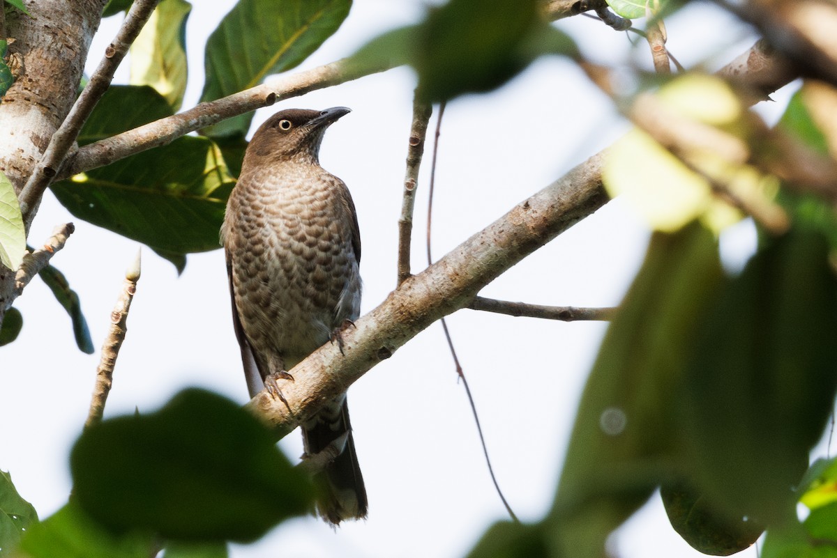 Scaly-breasted Thrasher - ML631797296