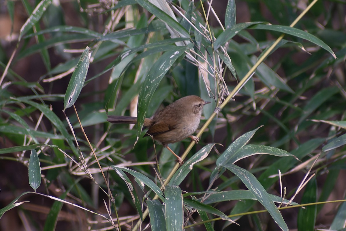 Brownish-flanked Bush Warbler - ML631797364