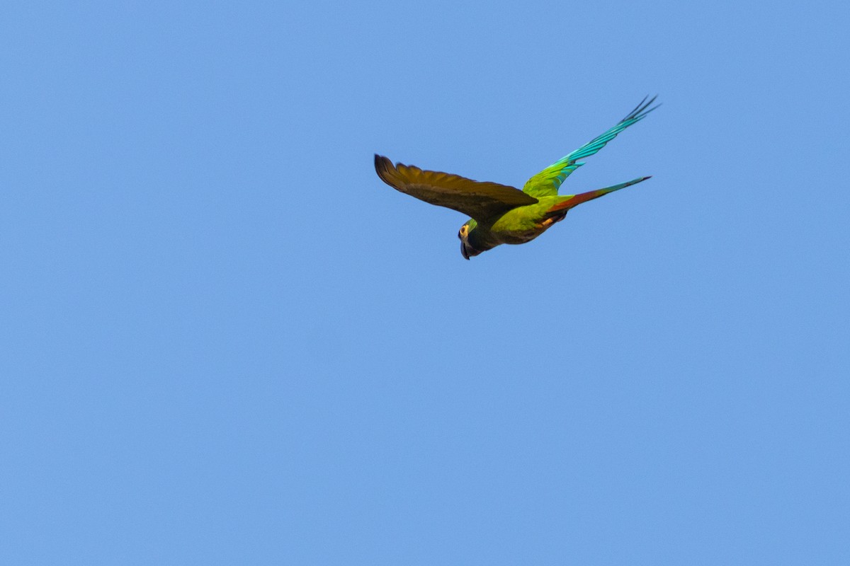 Yellow-collared Macaw - ML631797371