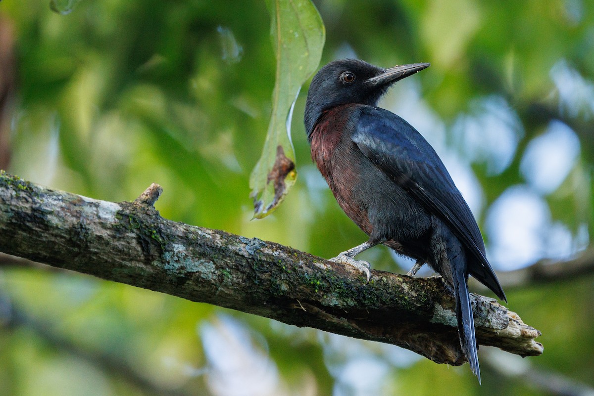 Guadeloupe Woodpecker - ML631797373