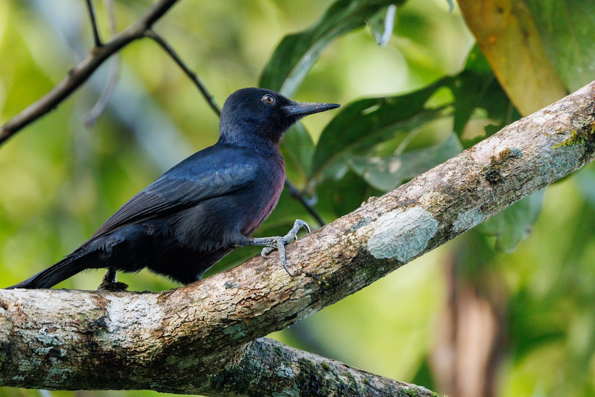 Guadeloupe Woodpecker - ML631797385