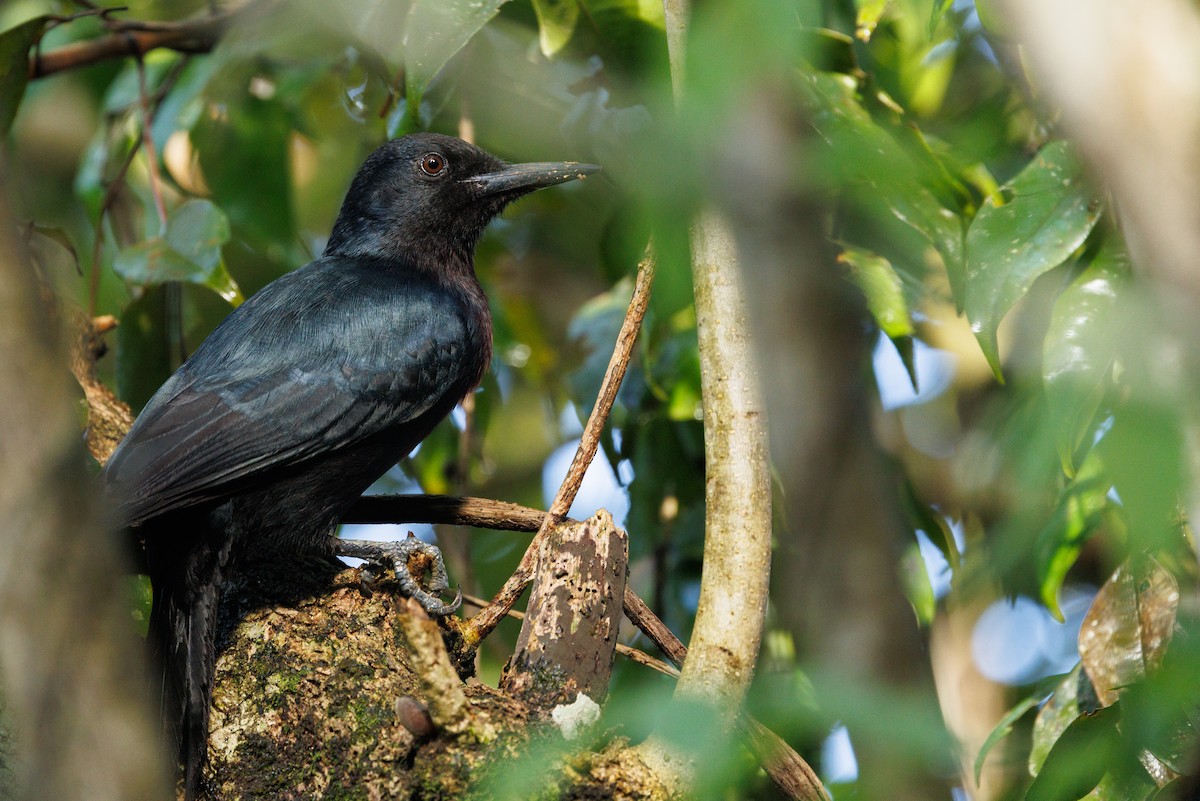 Guadeloupe Woodpecker - ML631797386