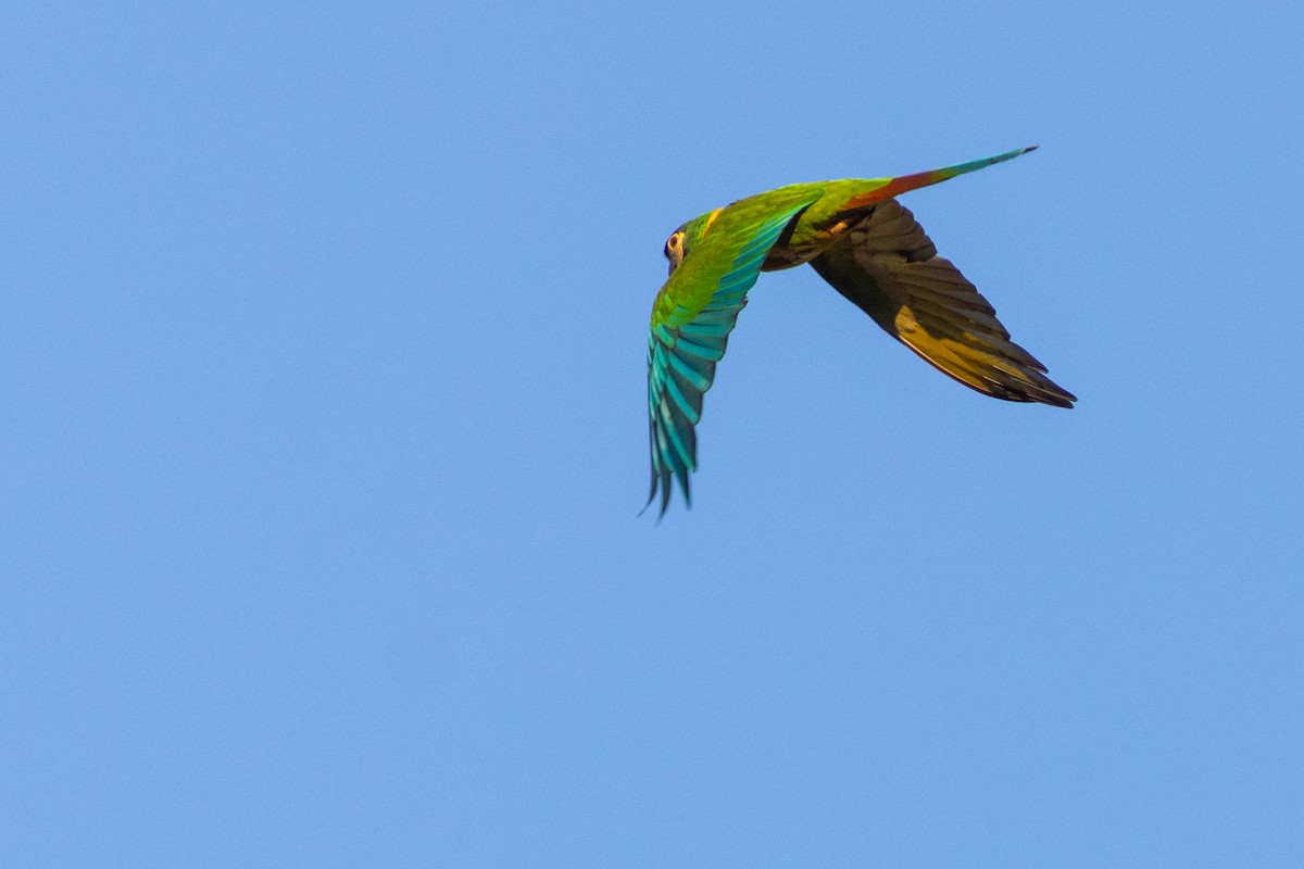 Yellow-collared Macaw - ML631797395