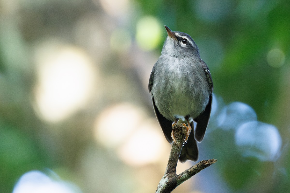 Plumbeous Warbler - ML631797401