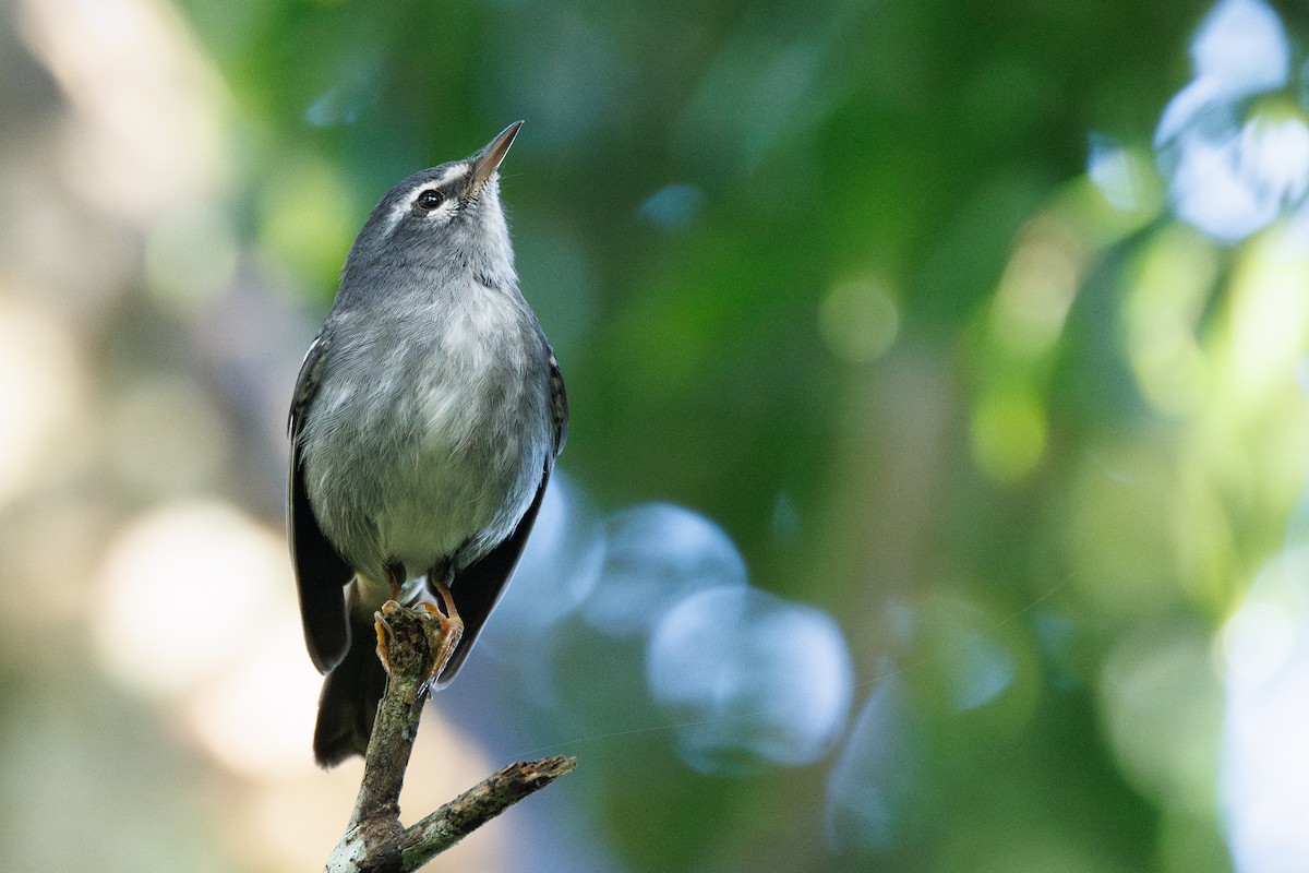 Plumbeous Warbler - ML631797415