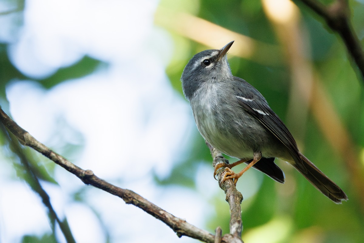 Plumbeous Warbler - ML631797416