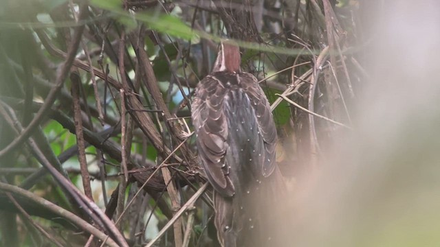 Pheasant Cuckoo - ML631797446
