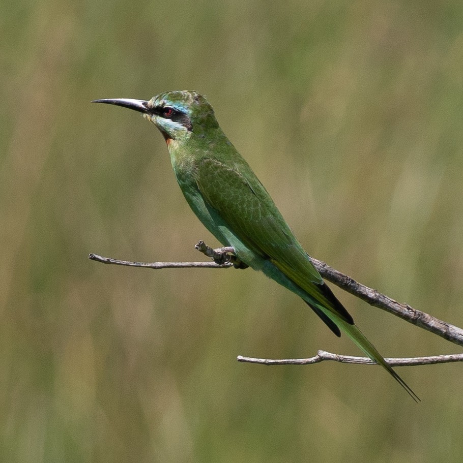 Blue-cheeked Bee-eater - ML631797460