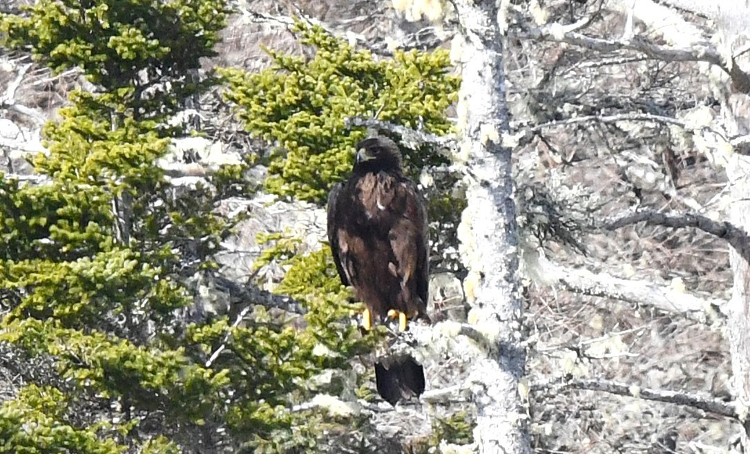 Kaya Kartalı - ML631797473