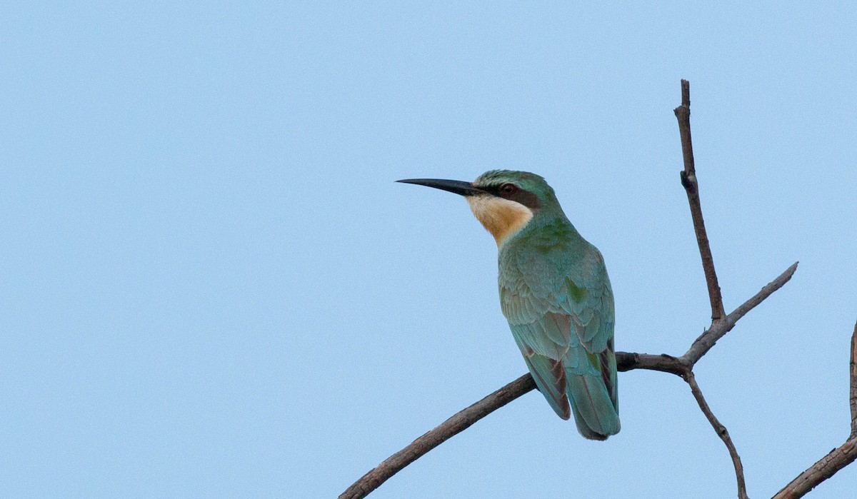 Blue-cheeked Bee-eater - ML631797481