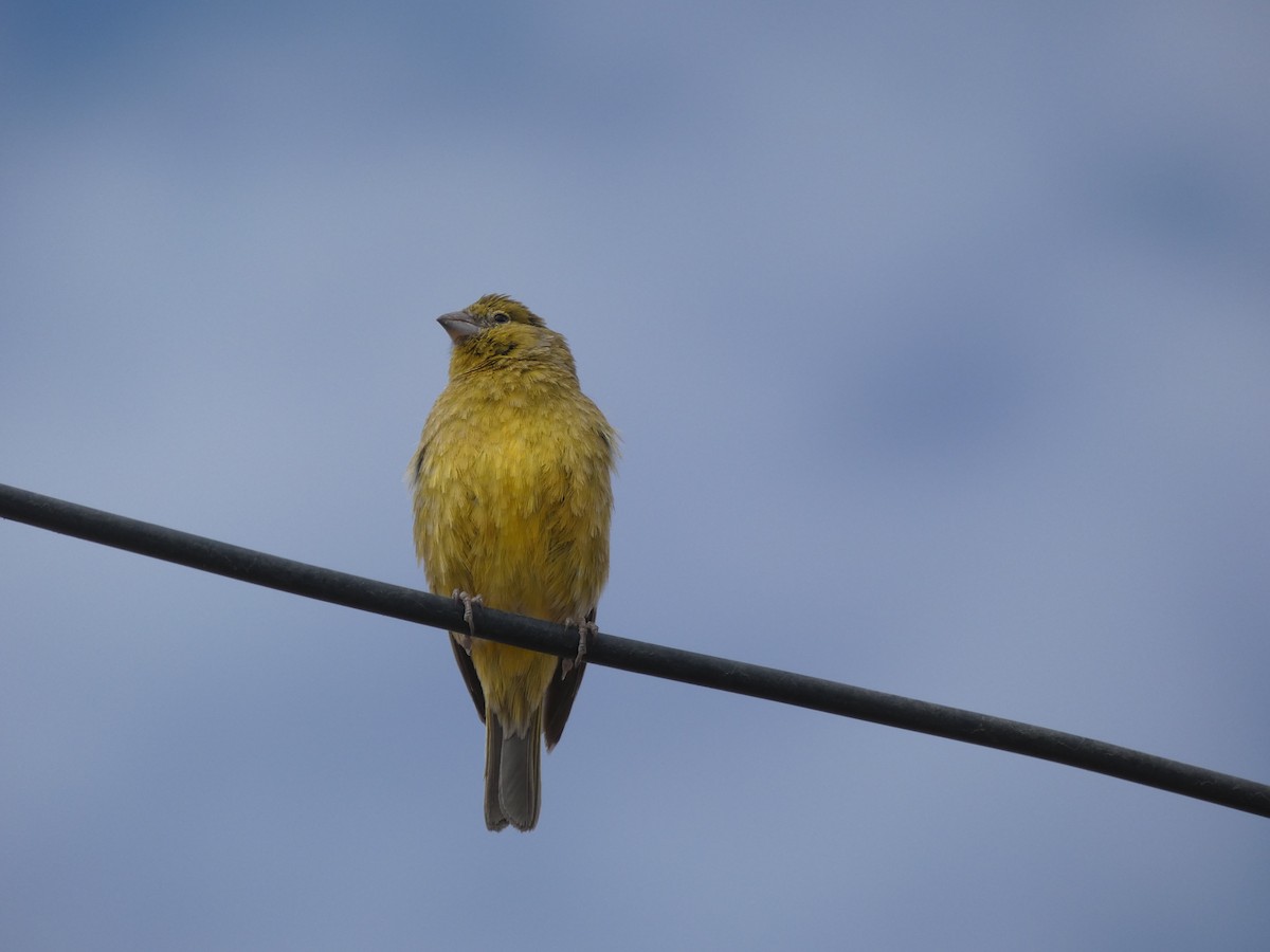 Greenish Yellow-Finch - ML631797597