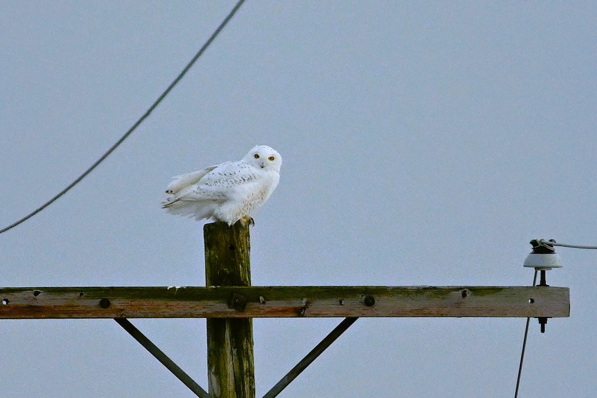 Snowy Owl - Mike Zebehazy