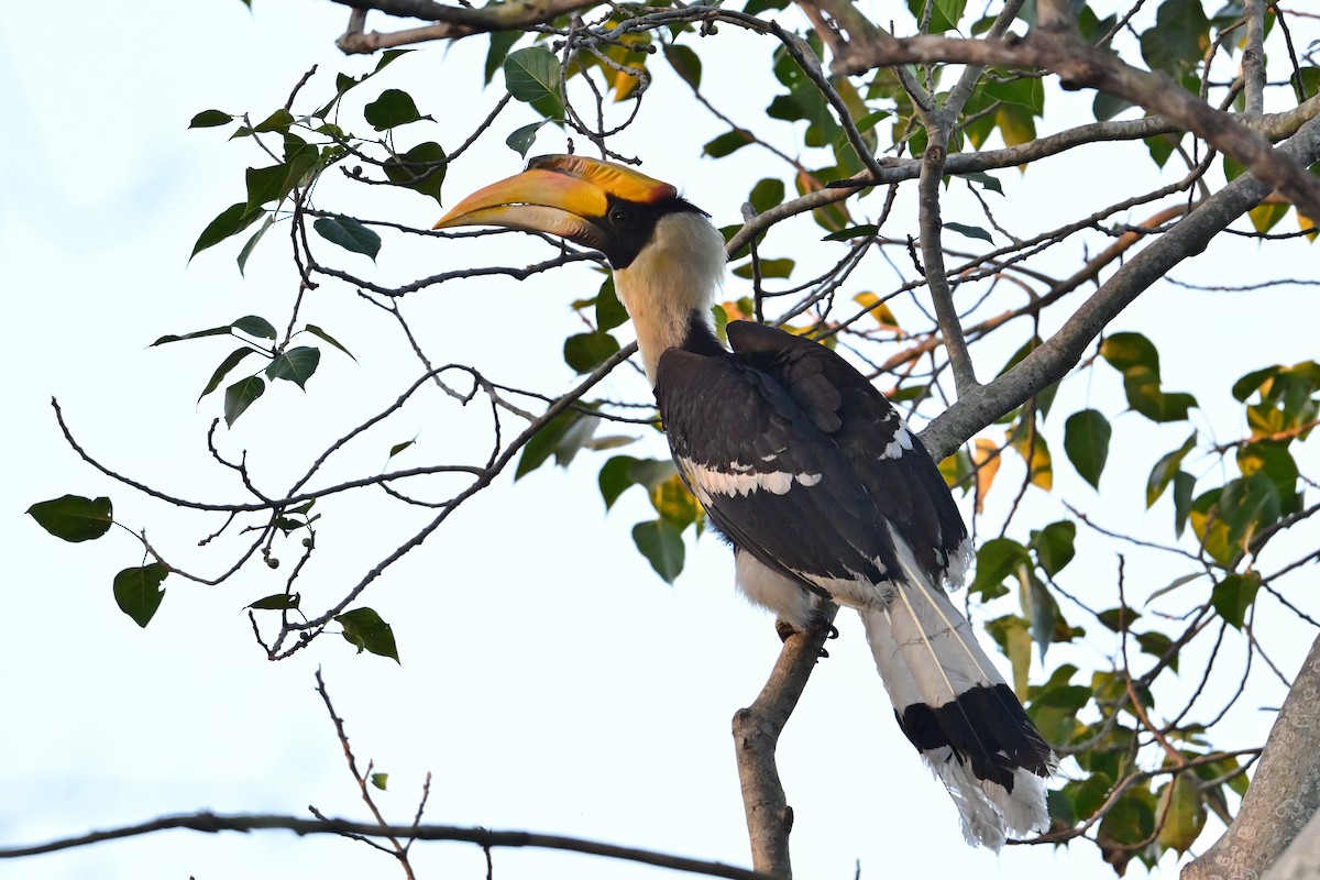 Great Hornbill - ML631797614