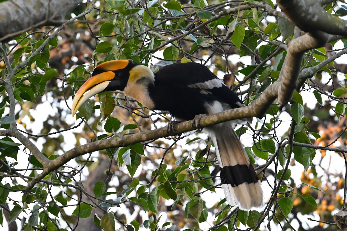 Great Hornbill - ML631797615