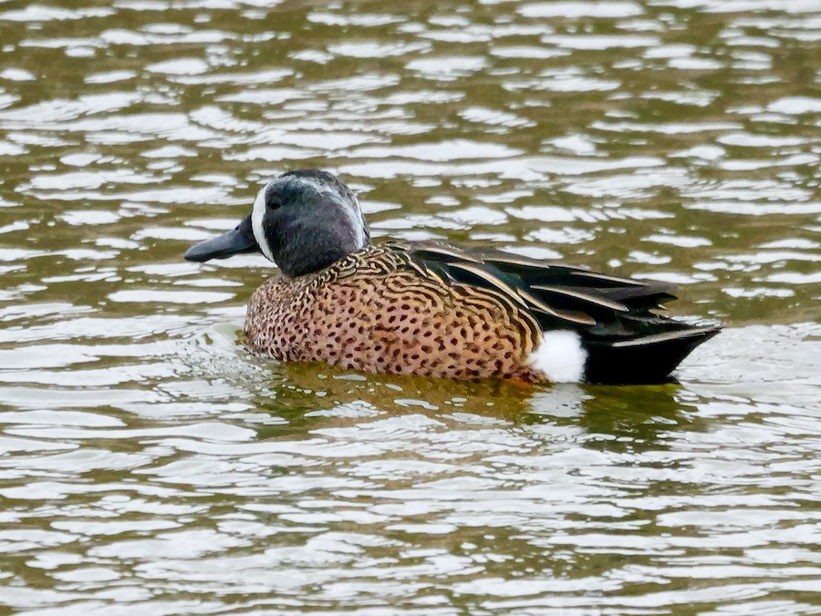 Blue-winged Teal - Roger Horn