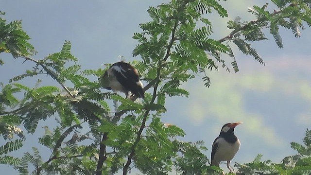 Indian Pied Starling - ML631797672