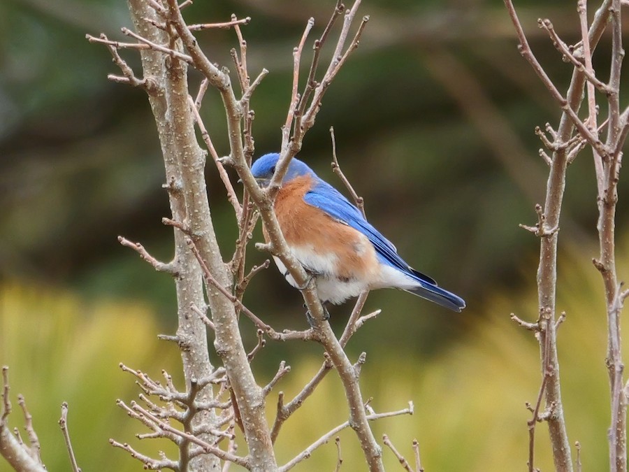 Eastern Bluebird - Roger Horn